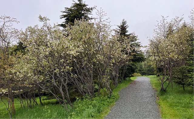 City trail lined with trees